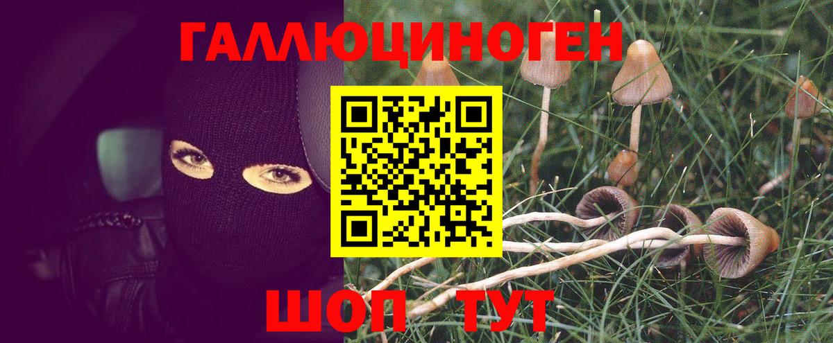 Галлюциногенные грибы Psilocybe  Псилоцибиновые грибы мицелий  Сибай  Вход с VPN 